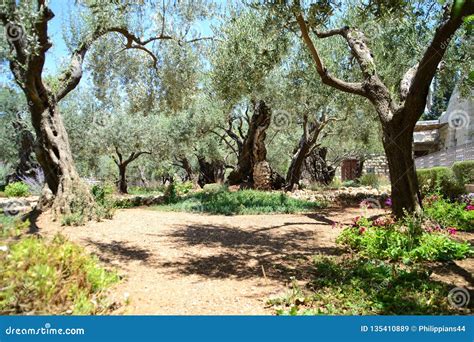 Gethsemane Olive Orchard Garden Of Gethsemane Jerusalem Israel