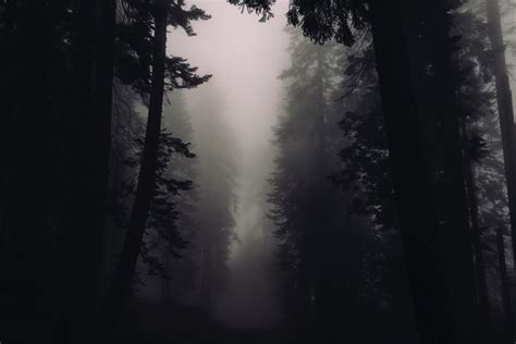 Silhouettes Of Trees In A Misty Forest In Sequoia National Park Mist