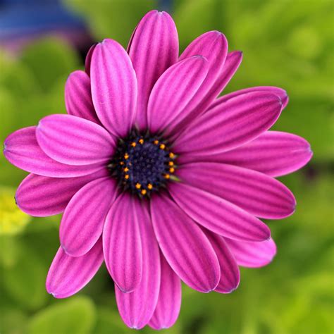 Osteospermum Purple