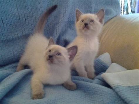 Blue Point Siamese Cat For Sale