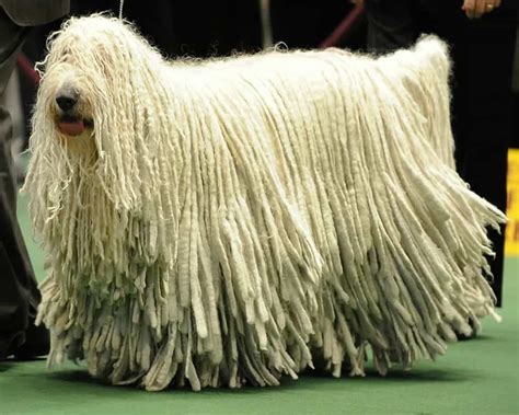 10 Of The Largest Dog Breeds In The World Page 3 Of 5