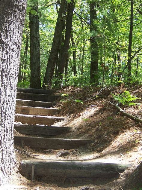 Forest Steps Along Trail Photograph By Catherine Gagne