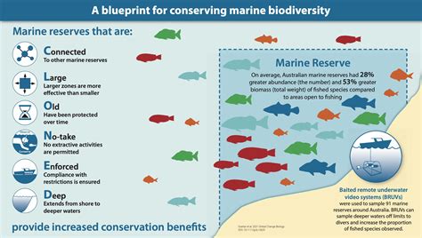 Marine Reserve Study Offers Insights To Protect Ocean Life