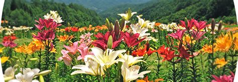 Renovate the garden and solve challenging puzzles with this relaxing and romantic free. Oze Iwakura lily Garden