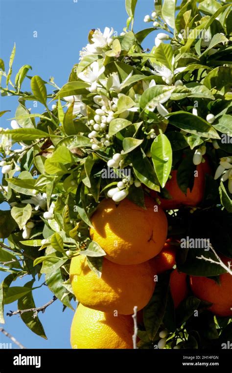 Fruits On Citrus Aurantium Tree Stock Photo Alamy