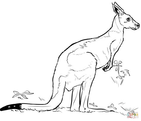 Kangaroo coloring page | Free Printable Coloring Pages