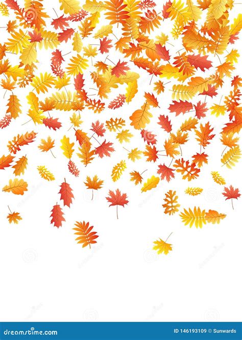 Oak Maple Wild Ash Rowan Leaves Vector Autumn Foliage On White