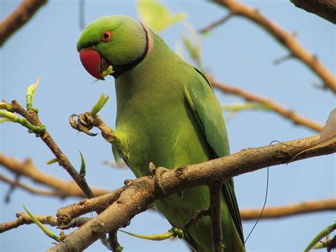 Living Jungle Indian Ring Necked Parrot Andor Rose Ringed