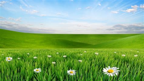 Jeunes pousses de céréales (orge, blé, luzerne) et fruit de cayenne. Green Field Of Wheat Chamomile Flowers The Sky Desktop ...