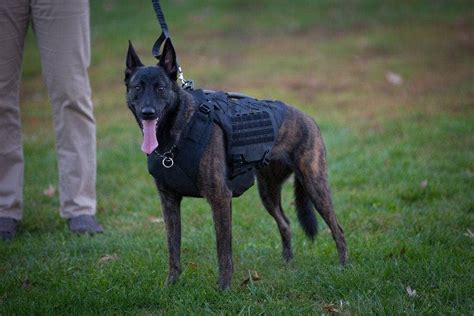 K 9 Bulletproof Vest Bulletproof Vests For Dogs