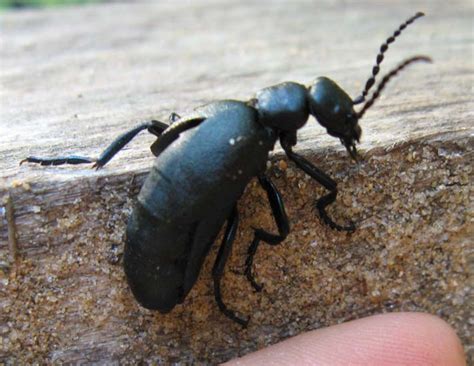Oil Beetle Whats That Bug