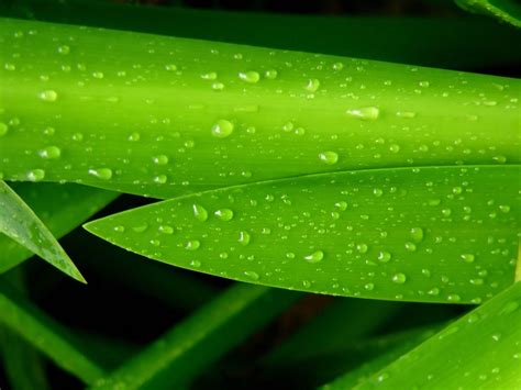 Wallpaper Leaves Water Grass Green Dew Leaf Drop Drops