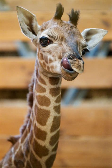 56 Best Giraffe Tongues Images On Pinterest Giraffes