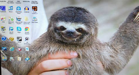 Sloth Desktop Wallpaper Wallpapersafari