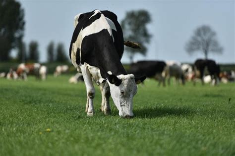 Không chỉ đánh bại ukraine ở, hà lan còn mang đến bộ mặt tích cực với màn. Bò sữa Hà Lan: Giới thiệu giống bò cung cấp sữa số 1 thế ...