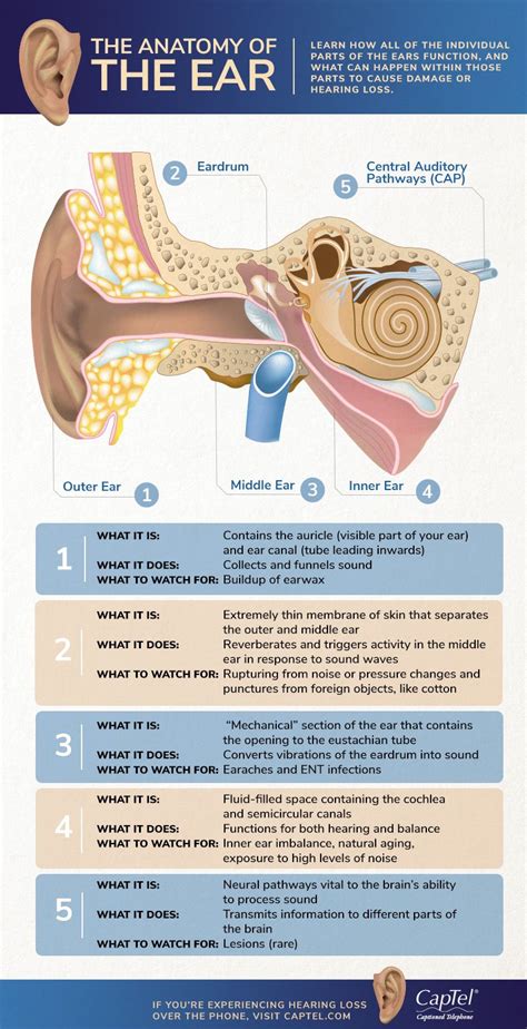 Looking For The Anatomy Of The Ear Check Out Our Infographic And Learn
