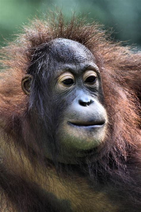 Female Orangutan Borneo Photograph By Carole Anne Fooks