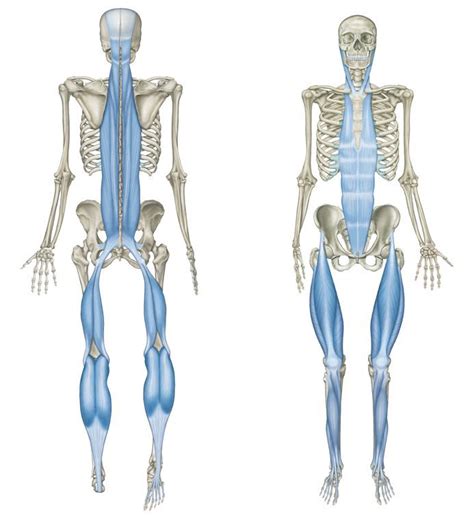 Image Result For Anatomy Trains Deep Myofascial Fascia Yoga Anatomy