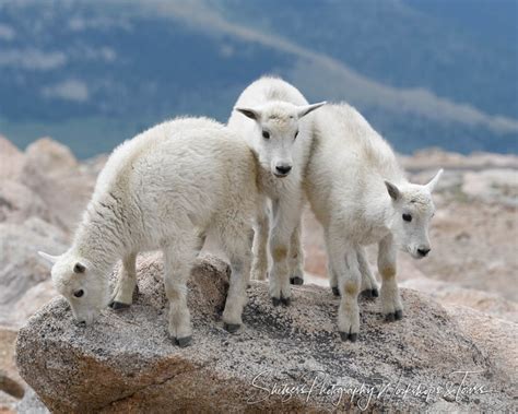 Three Baby Mountain Goats Atop Mt Evans Shetzers Photography