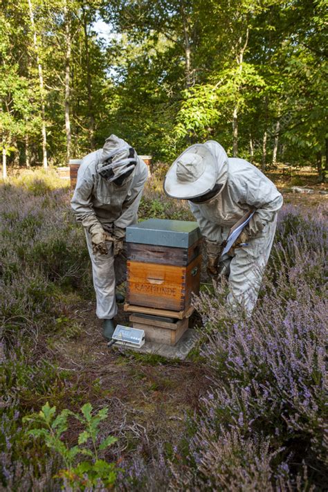 Honey Bee Hive Inspection Stock Image C0565671 Science Photo Library