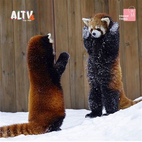 Altv ช่อง 4 แพนด้าแดง Red Panda ความน่ารักที่ใกล้สูญพันธุ์