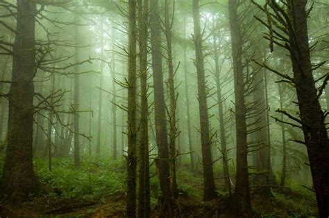 Foggy Trees Oregon Coast Landscapes Photo By Markbowenfineart