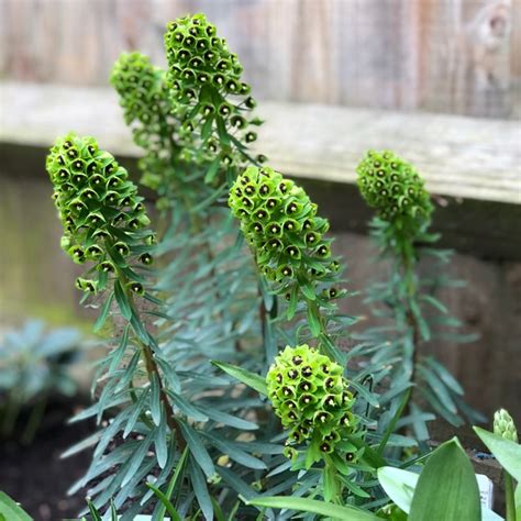 Here you can order flowers wholesale. Euphorbia characias 'Black Pearl', Mediterranean Spurge ...