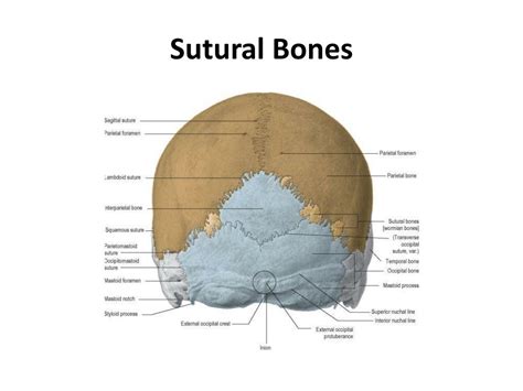 Ppt The Skull I Powerpoint Presentation Free Download Id5259261