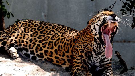 Jaguar Vs Tiger Big Cats At The Zoo 4k St Louis Zoo