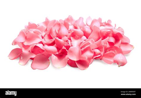Pile Of Fresh Pink Rose Petals On White Background Stock Photo Alamy