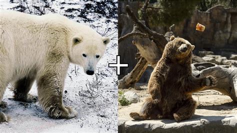 Polar Bear And Grizzly Bear Hybrids May Be Growing More Common Because