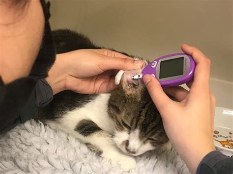 Diabetes In Cats The West Midlands Cat Clinic