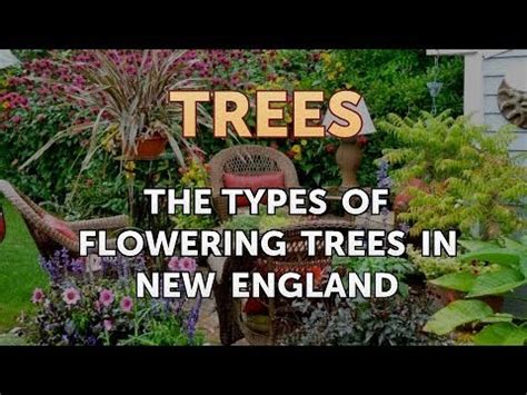 Cerasus.they are also known as japanese cherry and sakura (桜 or 櫻; The Types of Flowering Trees in New England - YouTube