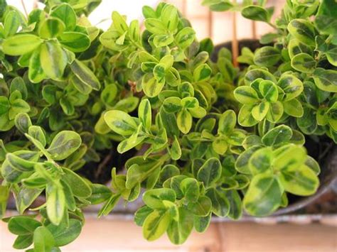Golden Dream Boxwood Buxus Microphylla Golden Dream From Taylors Nursery