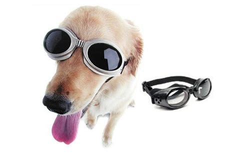 Doggles Eyewear For Dogs 2000 The Geeky Store Useless Inventions