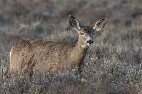 A Beautiful Doe At Dawn Photograph By Yeates Photography Fine Art America