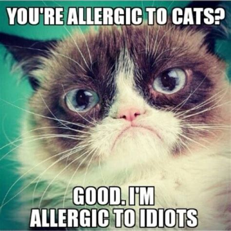 20 Laughable Angry Cat Meme
