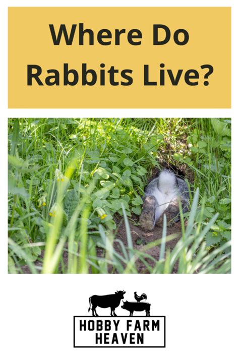 Where Do Rabbits Live · Hobby Farm Heaven
