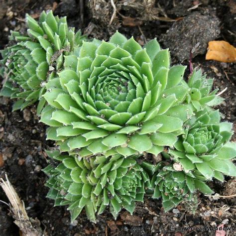 Green Wheel Hens And Chicks Hens And Chicks Sempervivum Garden