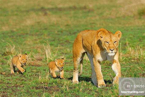 Lioness Panthera Leo With Cubs Stock Photo