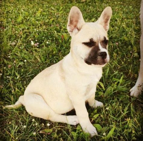 French Bulldog Husky Mix Everything You Need To Know Prefurred