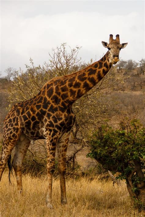 Giraffe In Hluhluwe South Africa Animals Wildlife