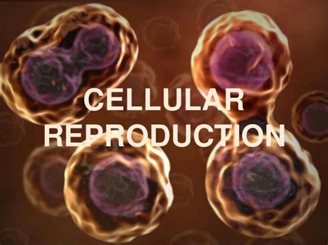 Cellular Reproduction Ppt