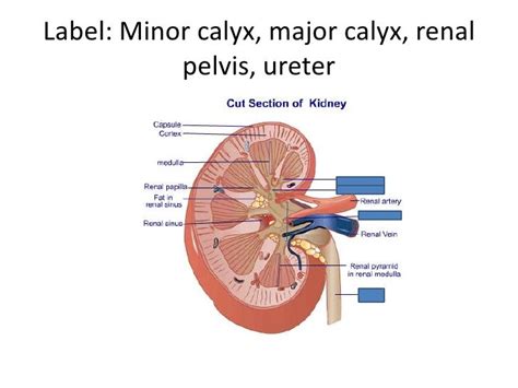 Anatomy Urinary System