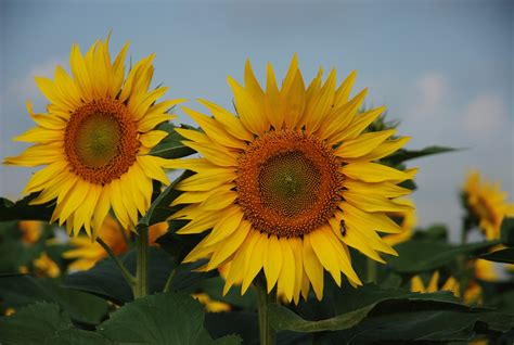 2560x1440 Wallpaper Sunflowers Flower Detail Sunflower Flower