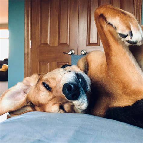 We understand how important your pet is to here at noah's ark we offer boarding, doggie daycare, grooming, basic dog training classes, transportation and cremation services. After vet treats! #nomnomnom 😋... - Noah's Ark Mobile Grooming