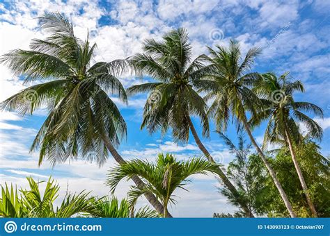 Four Palm Trees On Blue Sky Stock Image Image Of Trees