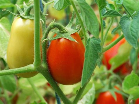 How To Grow Tomatoes In A Raised Bed Hgtv