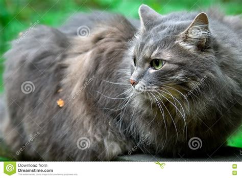 Big Fluffy Grey Cat Stock Image Image Of Gray Hand