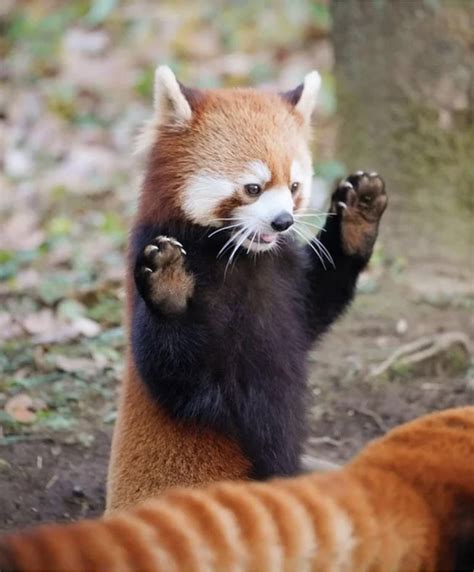 30 Times Red Pandas Put Their Hands In The Air Like They Just Dont